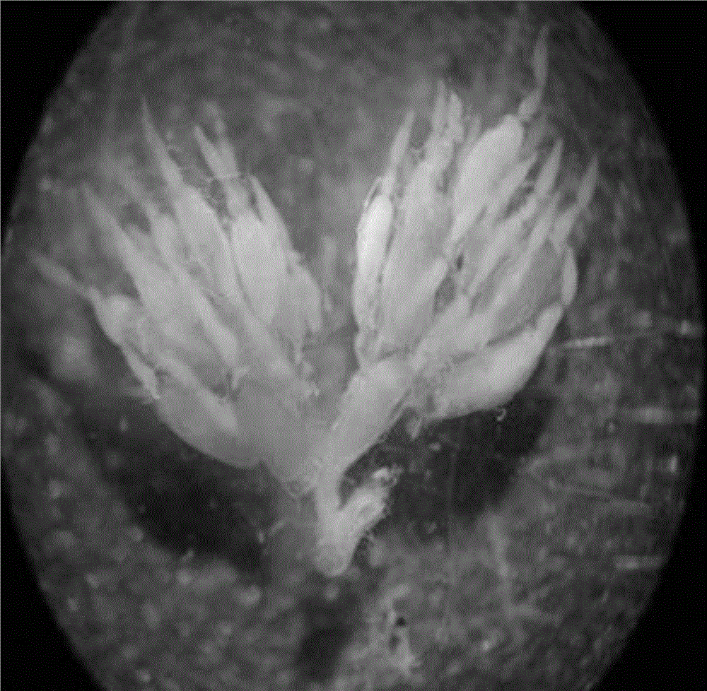 Leis dimidiata diapause maintenance and long-term storage method