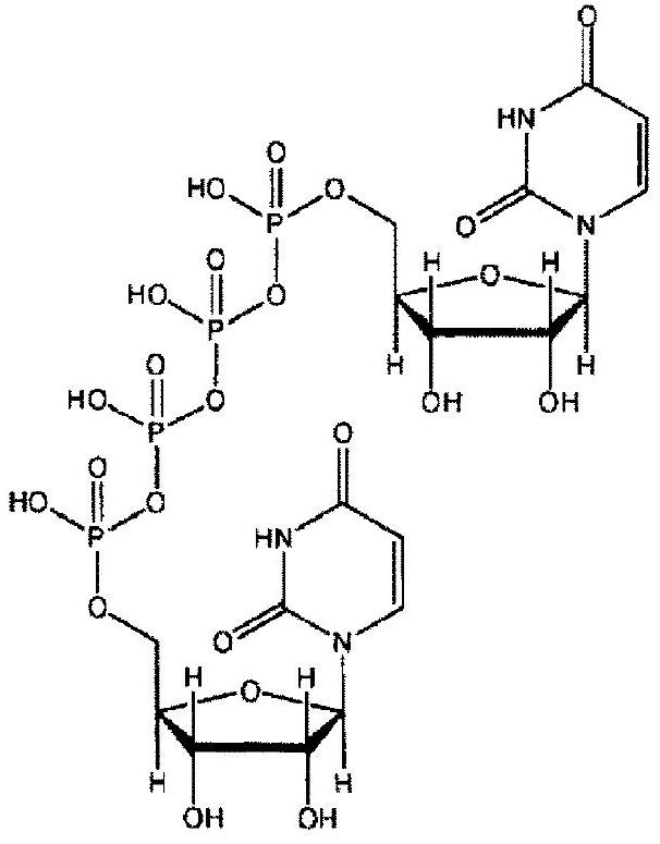 Ophthalmic composition containing diquafosol or salt thereof, vinyl-based polymer and cellulose-based polymer