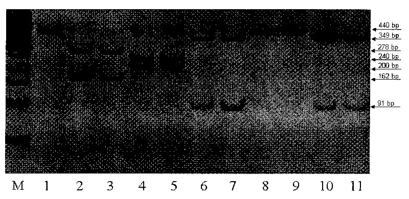 Method for quickly identifying categories of meat and dried meat products of five domestic animals