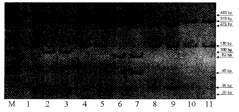 Method for quickly identifying categories of meat and dried meat products of five domestic animals