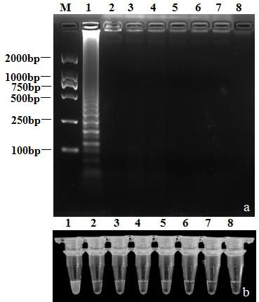 A LAMP detection primer set of broccoli stem rot fungus and a rapid detection method thereof