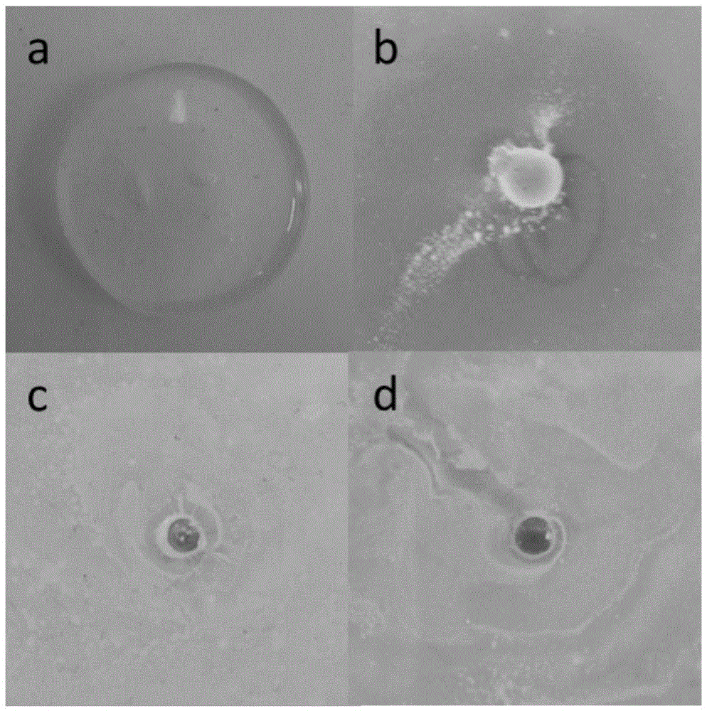 Multifunctional temperature-sensitive gel composite dressing for wound healing and preparation and usage thereof