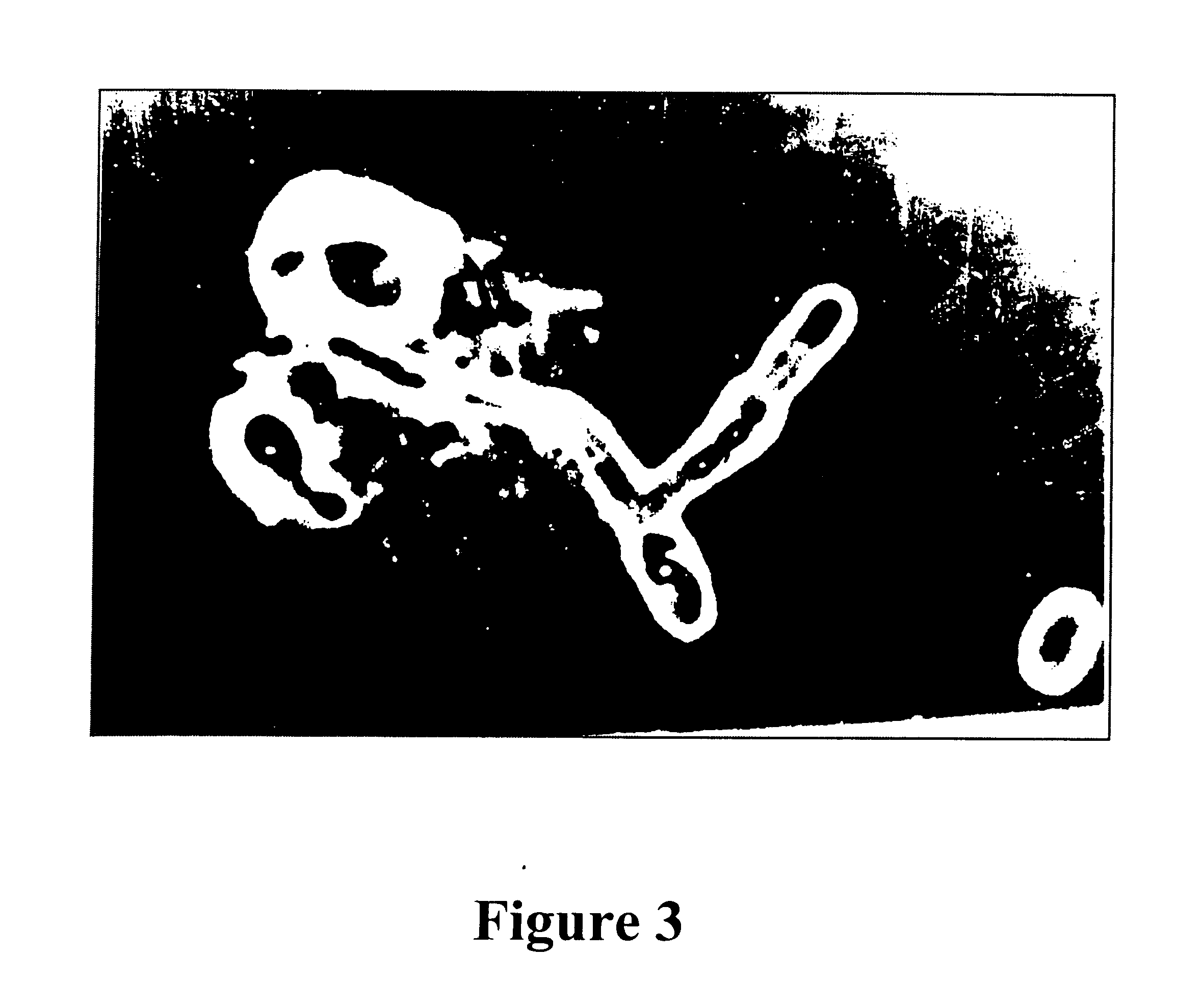 Process for producing, methods and compositions of glucuronoxylomannan as nutriceutical agent from higher basidiomycetes mushroom