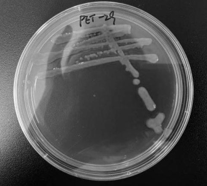 Bacillus aureus, inoculants containing the same, applications thereof, and methods for degrading plastics