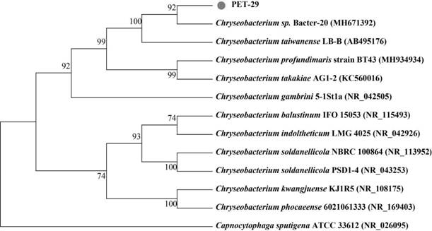 Bacillus aureus, inoculants containing the same, applications thereof, and methods for degrading plastics