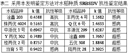 A method for rapidly evaluating the resistance of rice srbsdv varieties by detecting the virus proliferation rate in the coleoptile