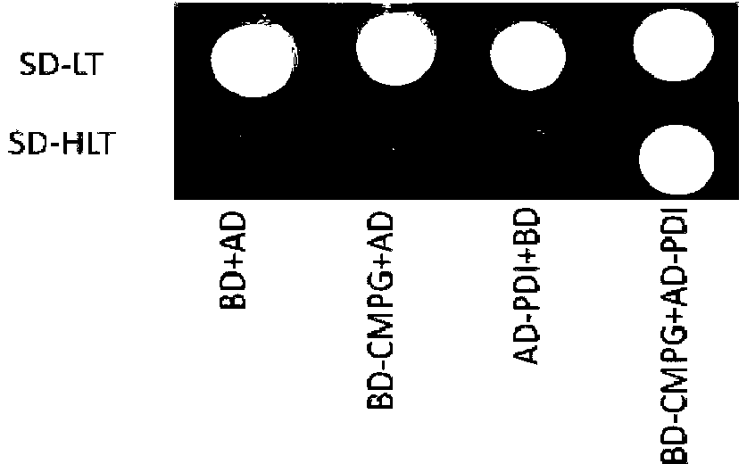 Haynaldia villosa disulfide isomerase gene and application thereof