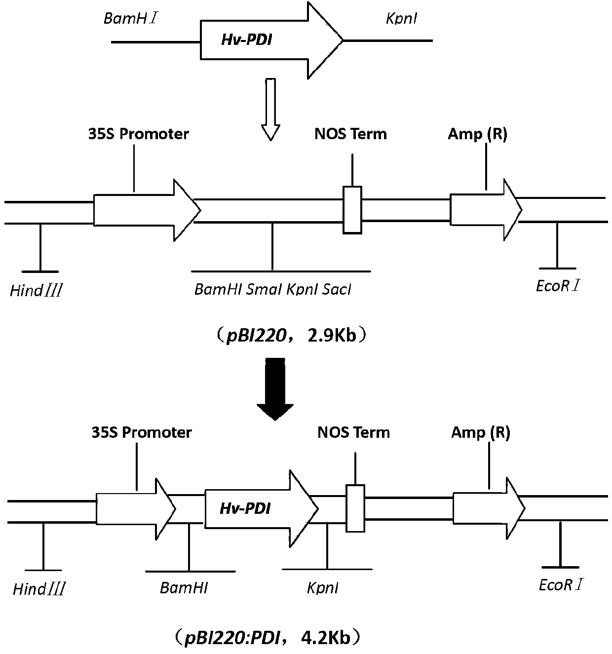 Haynaldia villosa disulfide isomerase gene and application thereof