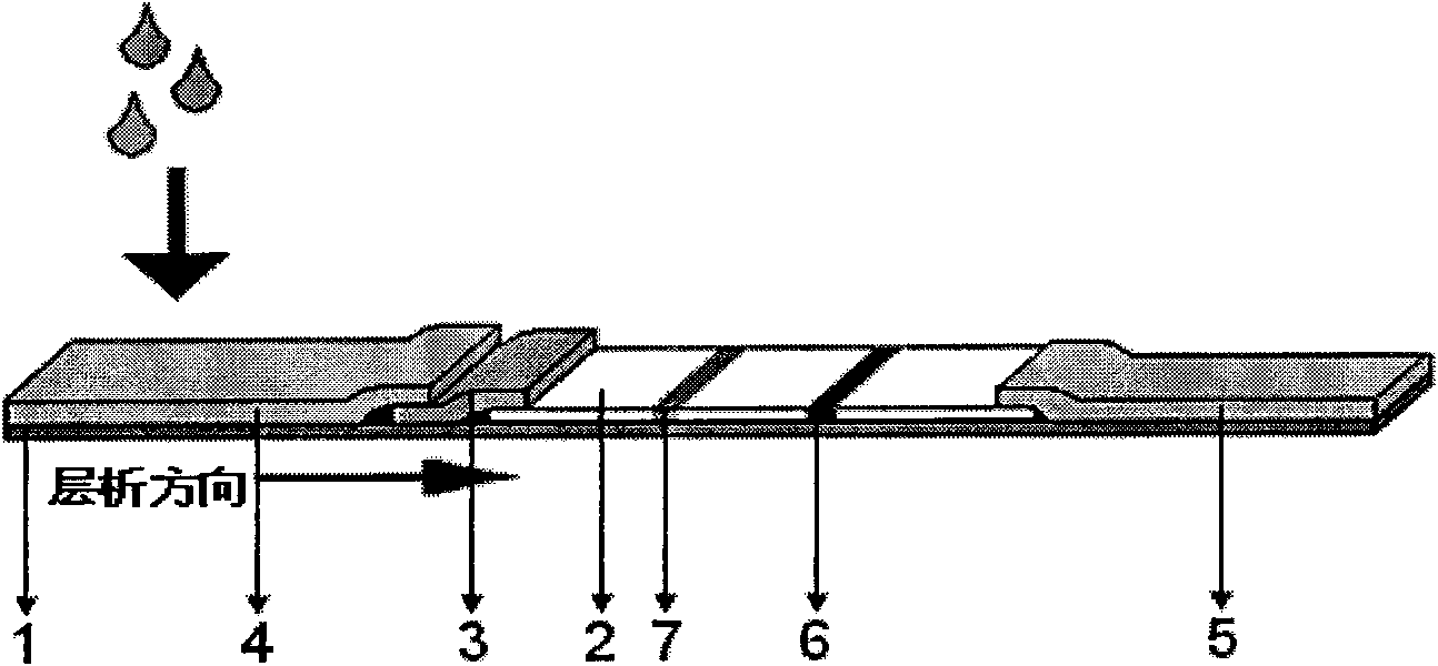 Fast detection test paper tape of lead ion aurosol immune layer as well as preparation method and application thereof