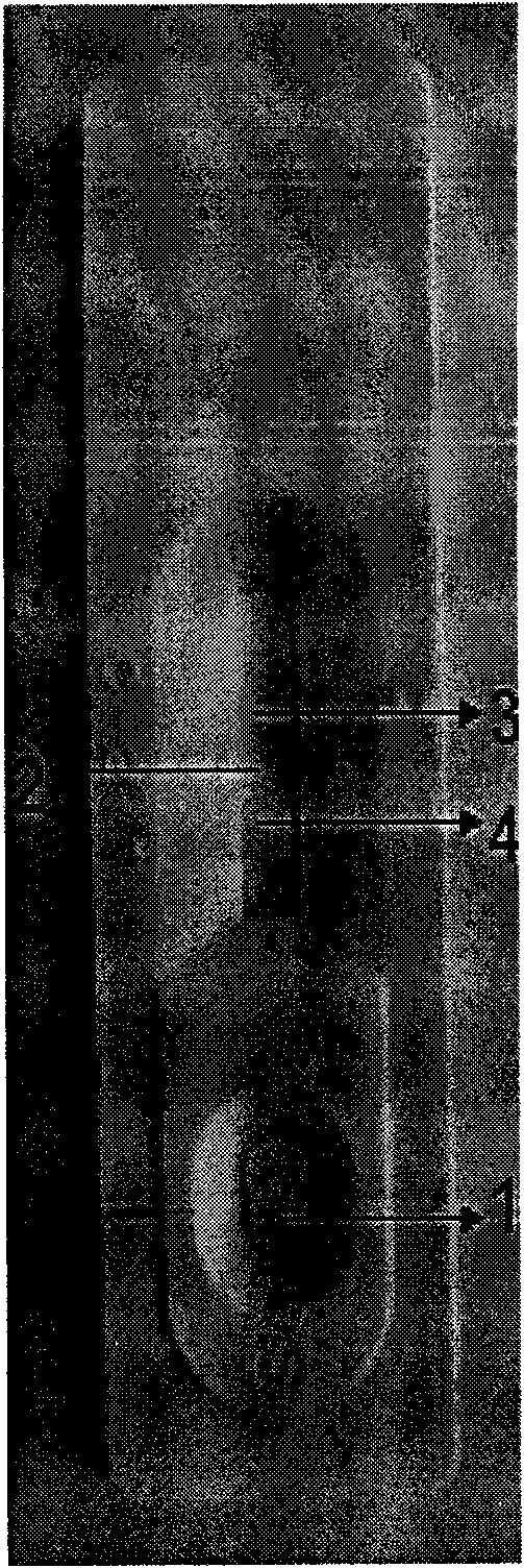 Fast detection test paper tape of lead ion aurosol immune layer as well as preparation method and application thereof