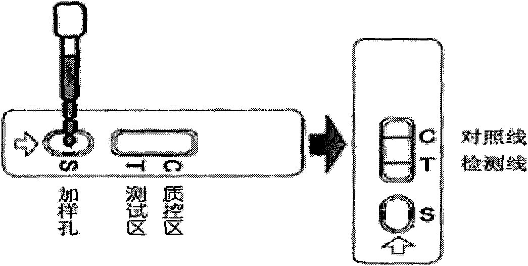 Fast detection test paper tape of lead ion aurosol immune layer as well as preparation method and application thereof