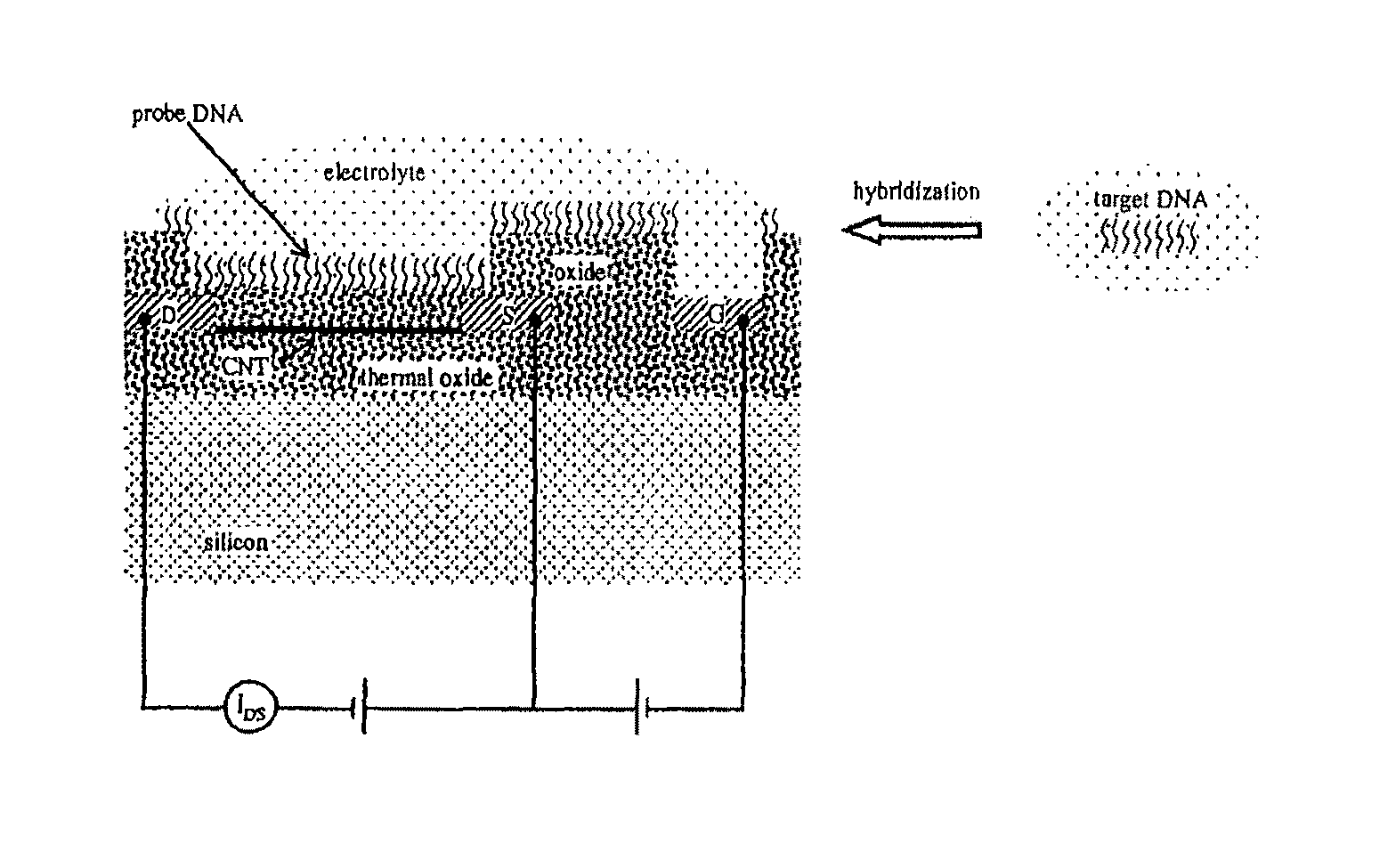 Apparatus for microarray binding sensors having biological probe materials using carbon nanotube transistors