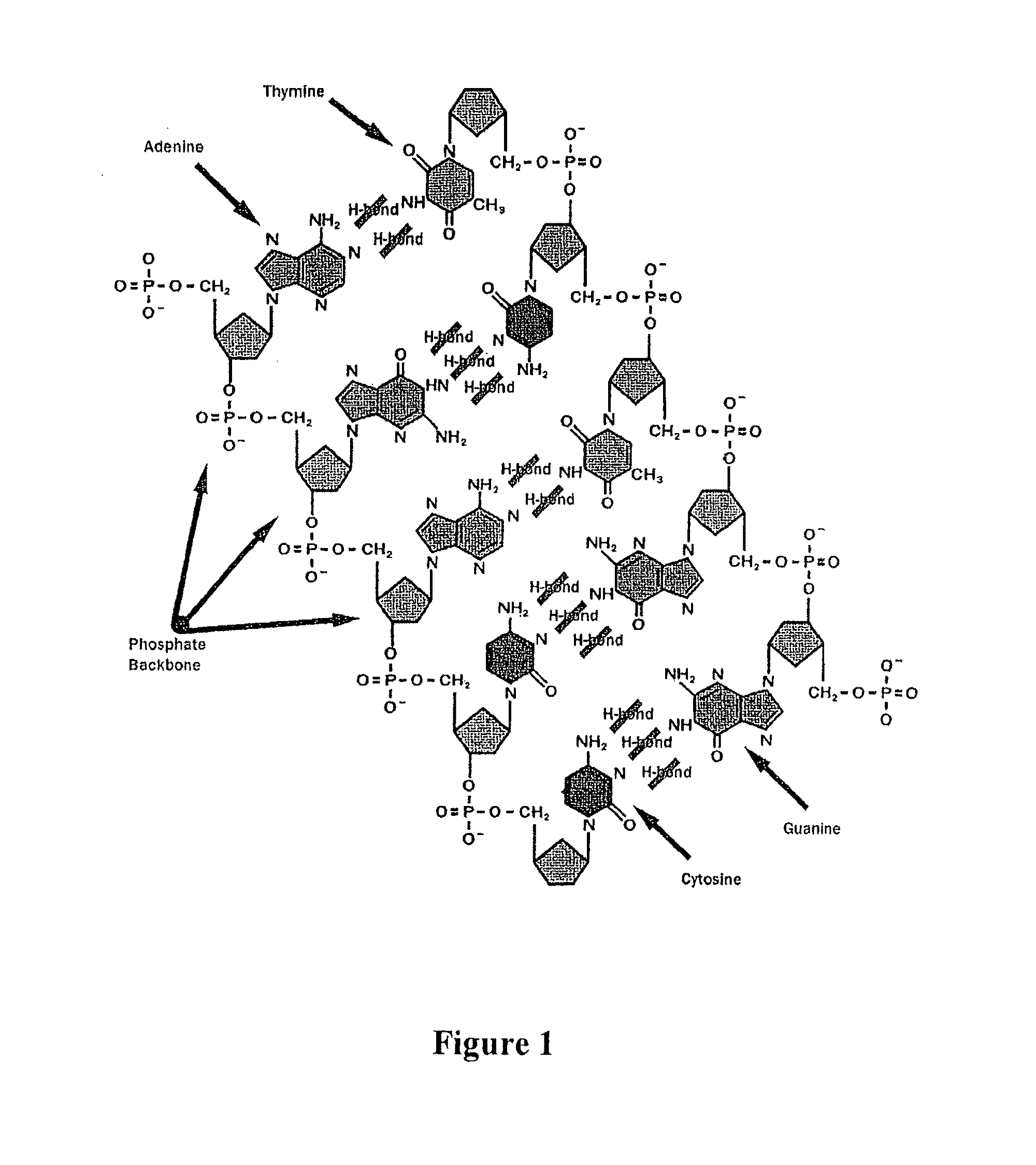 Apparatus for microarray binding sensors having biological probe materials using carbon nanotube transistors