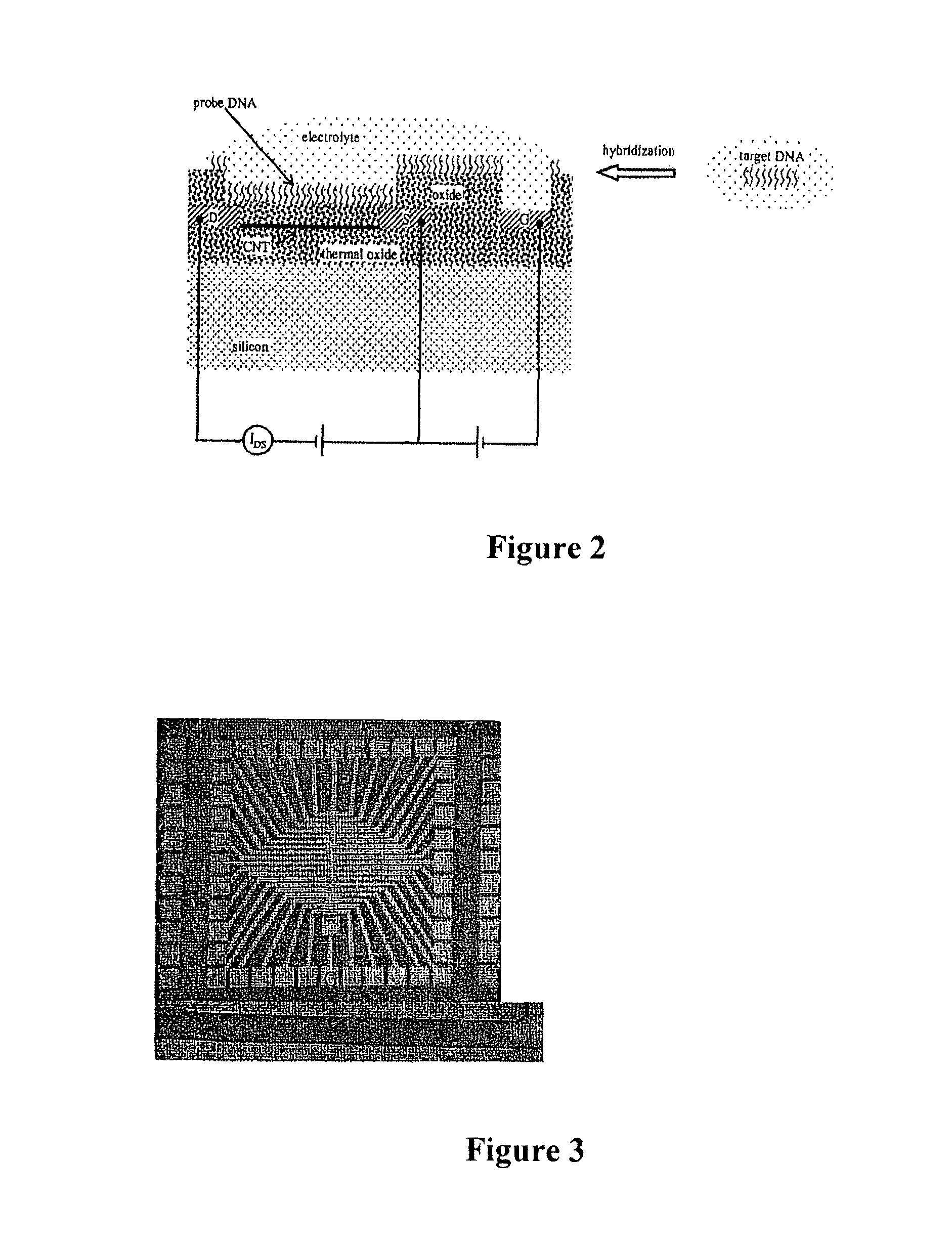 Apparatus for microarray binding sensors having biological probe materials using carbon nanotube transistors