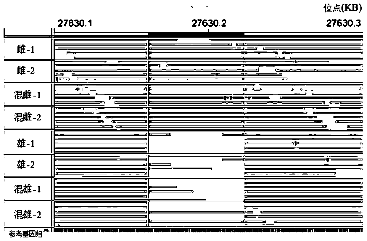 Molecular marker for identifying genetic genders of collichthys lucidus and application thereof