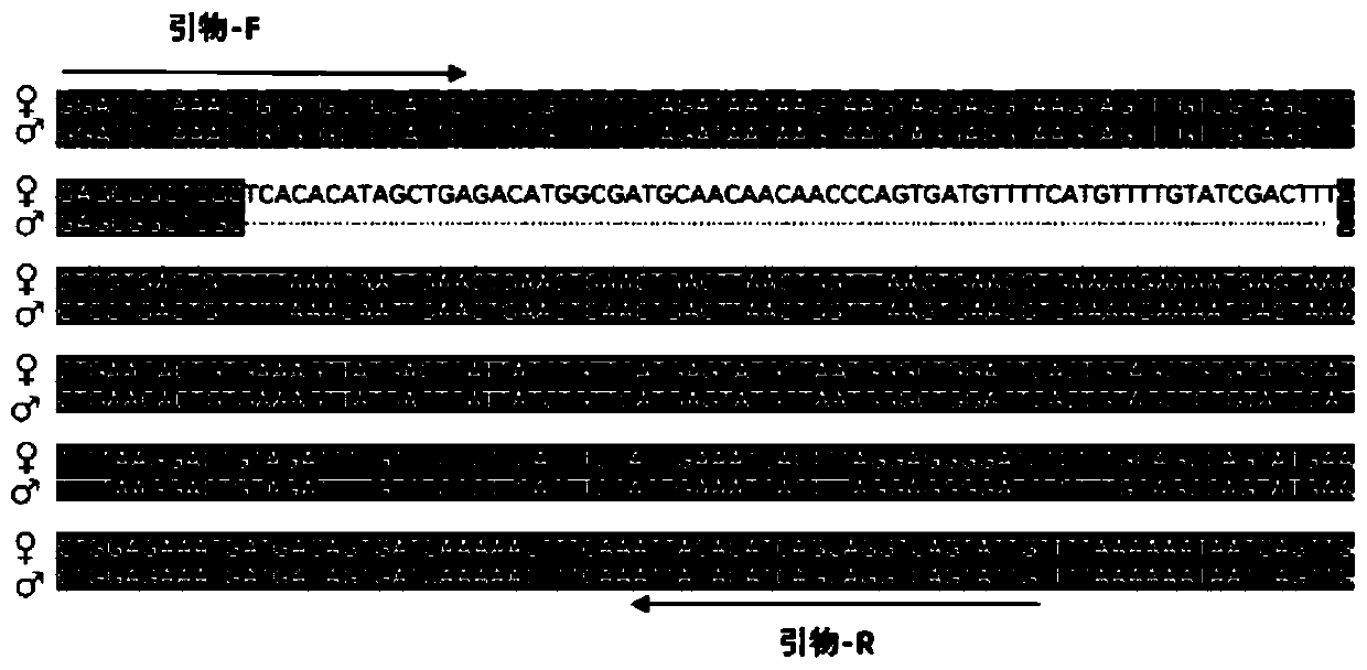 Molecular marker for identifying genetic genders of collichthys lucidus and application thereof