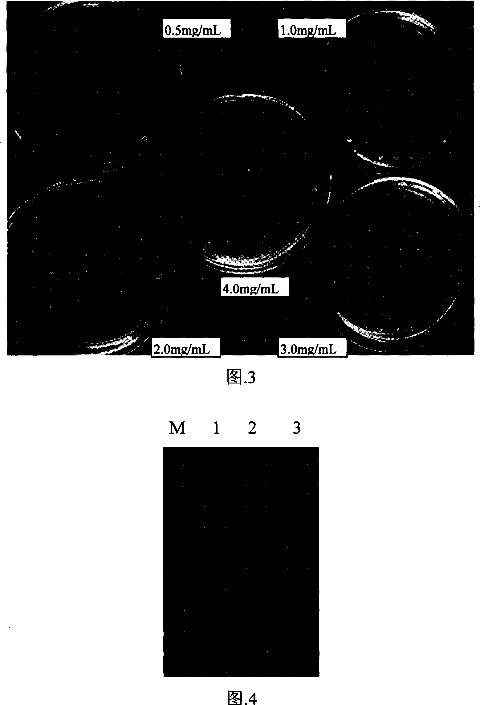 Yeast engineering strain expressing chaetomium thermophilum gla gene and constitution method