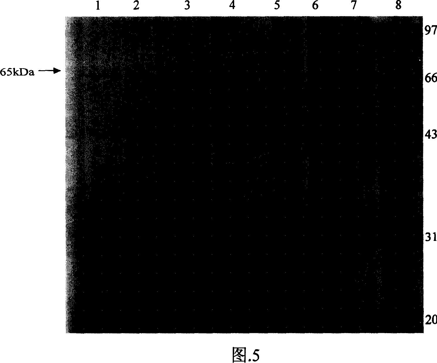 Yeast engineering strain expressing chaetomium thermophilum gla gene and constitution method