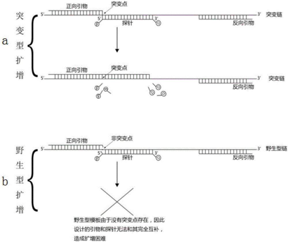 Design method for primers and probe for amplifying low-concentration mutation target sequence