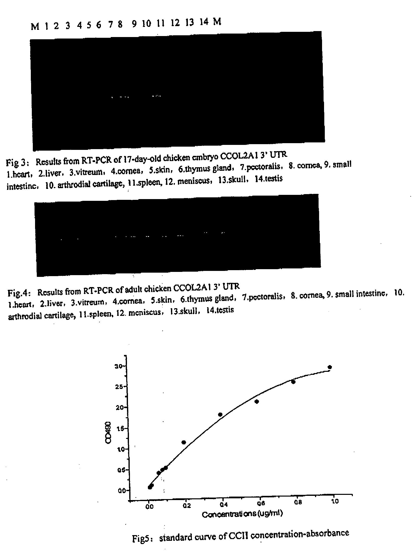 Full length polynucleotide coding chicken type II collagen and the use of it