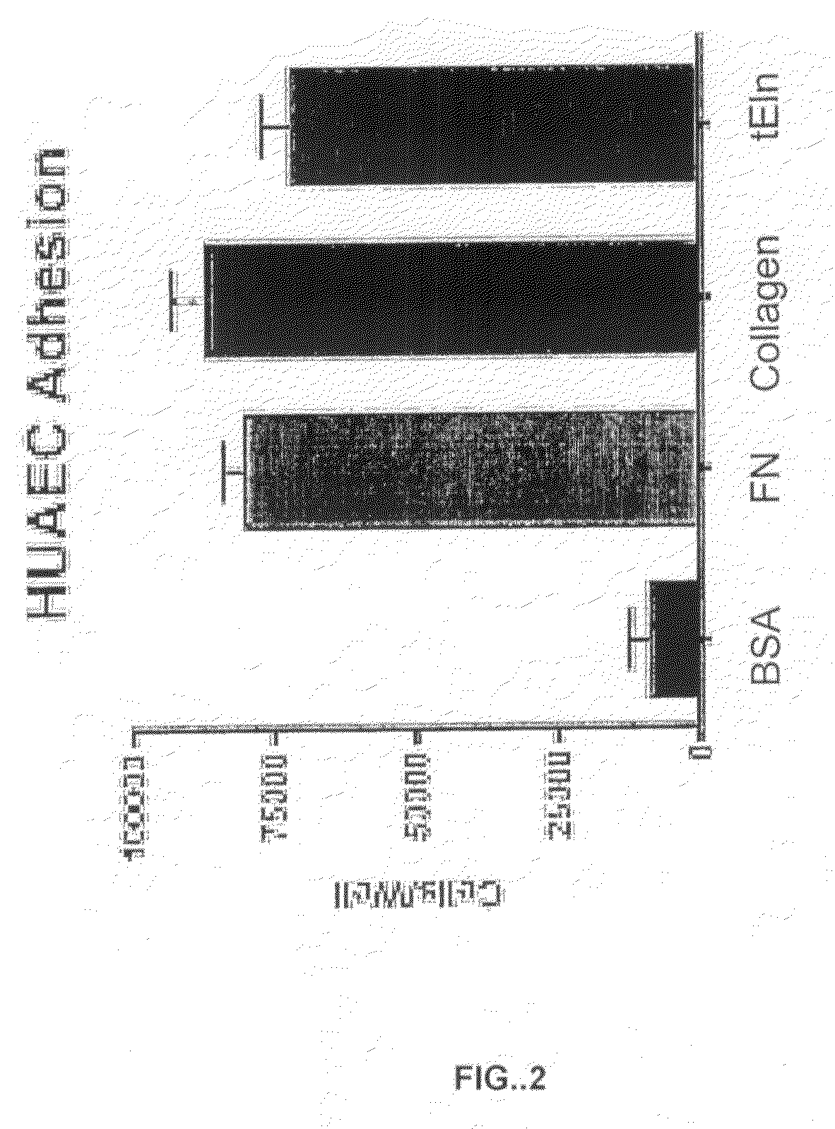 Tropoelastin for Promoting Endothelial Cell Adhesion or Migration