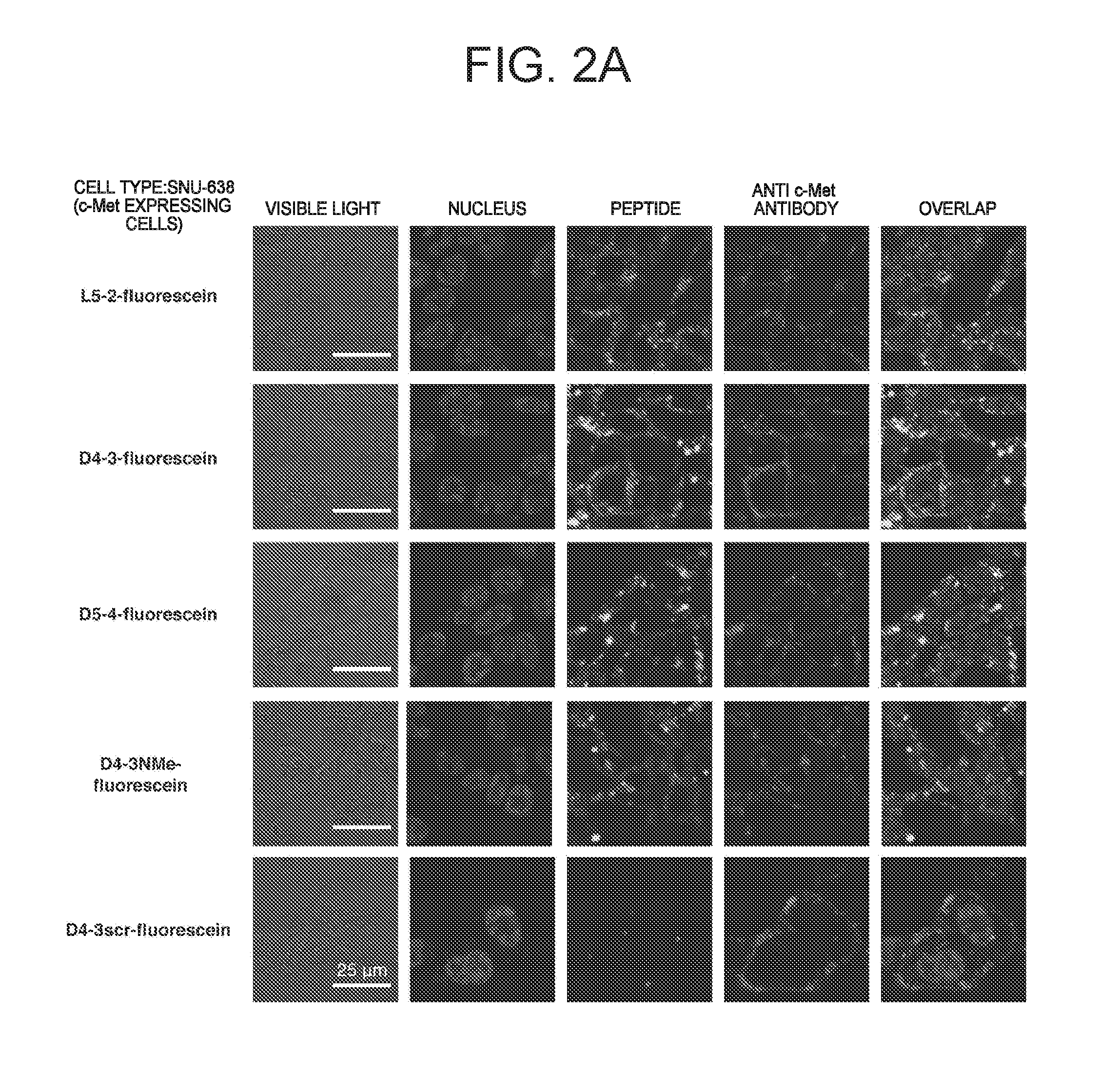 C-Met Protein Agonist