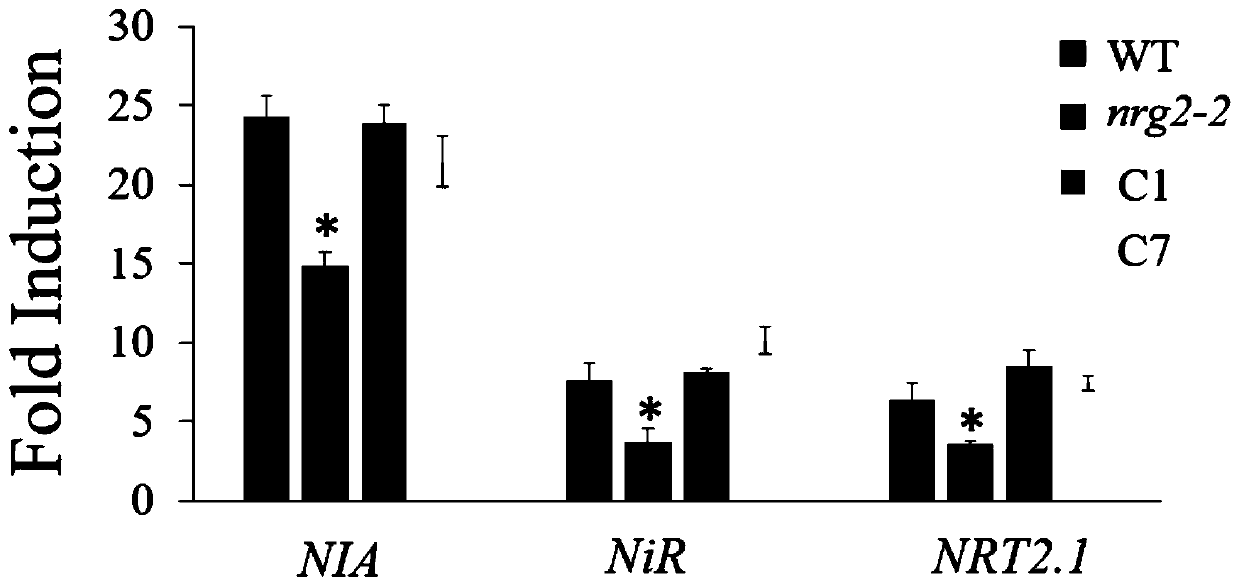 Nitrate nitrogen regulating and control gene ZmNRG2.7 from corn and purpose thereof