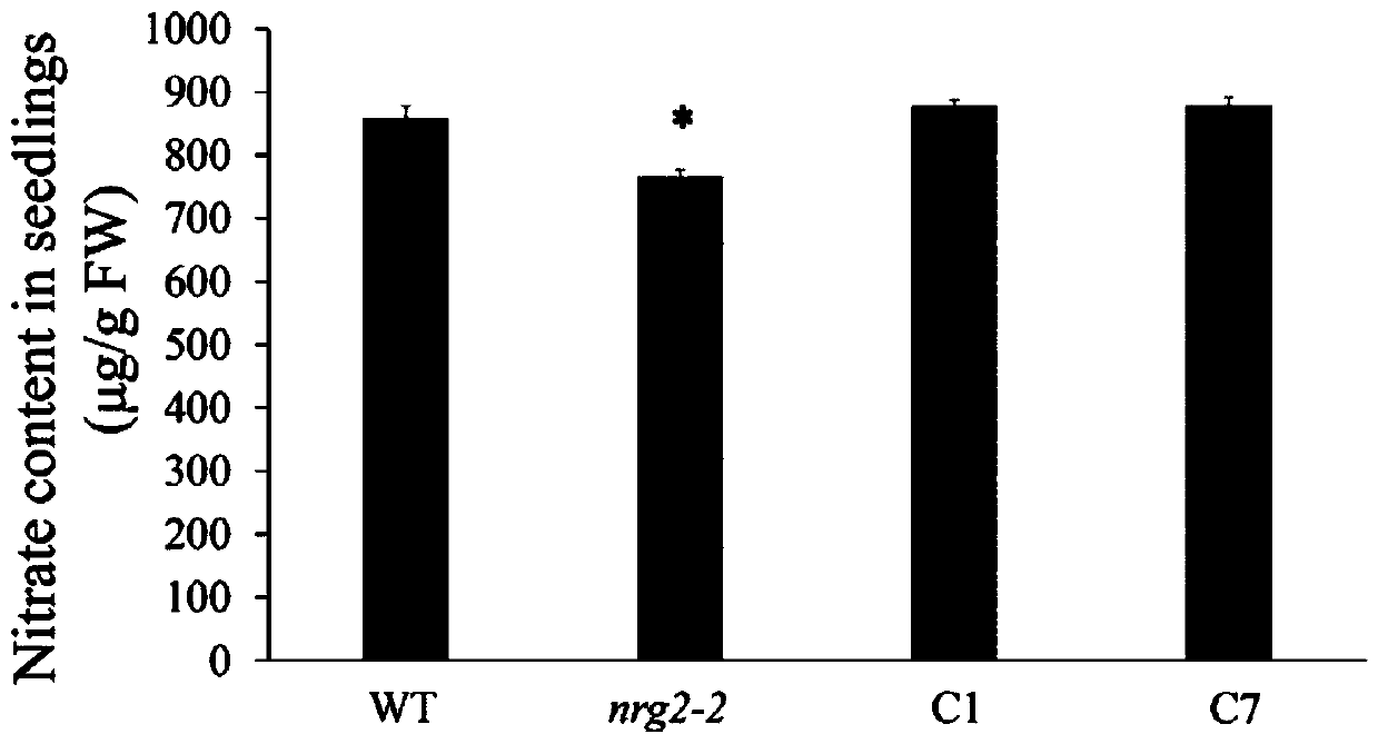 Nitrate nitrogen regulating and control gene ZmNRG2.7 from corn and purpose thereof