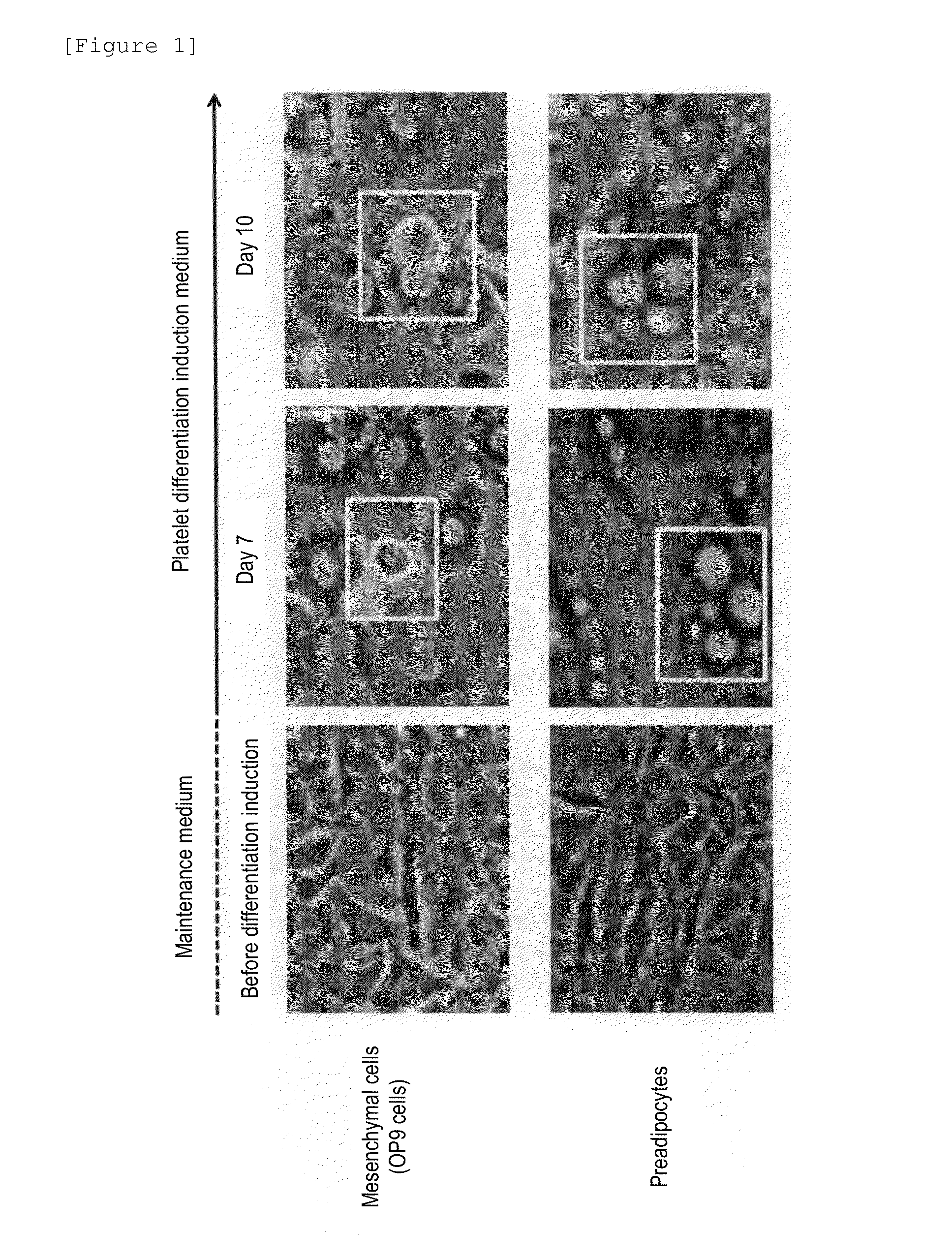 Method for producing megakaryocytes, platelets and/or thrombopoietin using mesenchymal cells