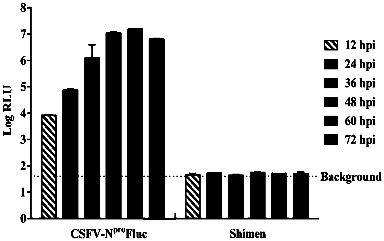 Recombinant hog cholera virus for expressing firefly luciferase gene and application of recombinant hog cholera virus