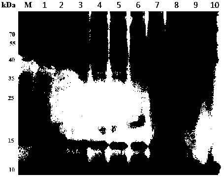 Ribosome toxin and encoding gene, and application thereof