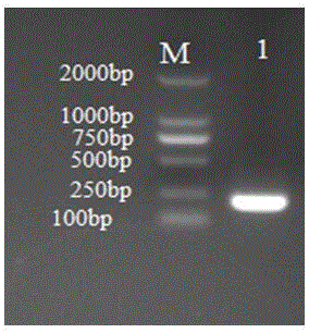 Seneca valley virus real-time fluorescence quantification PCR detection primer and kit