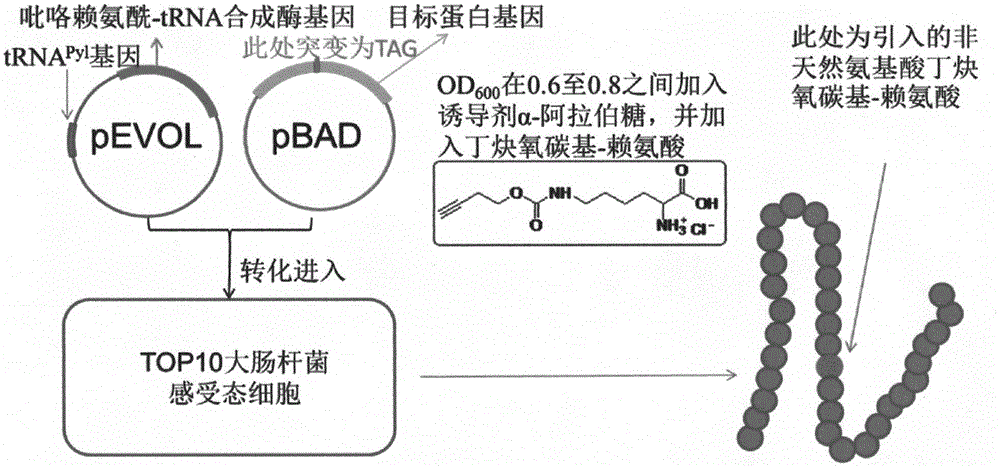 Method for fixed-point introduction of non-natural amino acid to protein