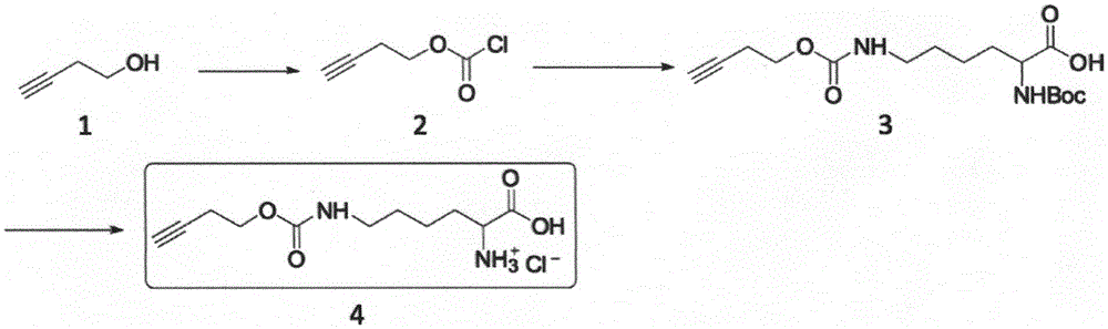 Method for fixed-point introduction of non-natural amino acid to protein