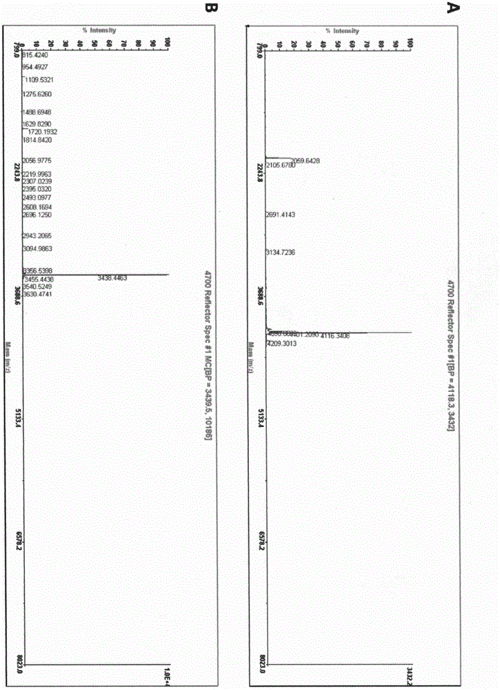 Method for fixed-point introduction of non-natural amino acid to protein