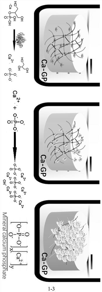 Multi-crosslinked high-strength enzyme-induced mineralized hydrogel and preparation method and application thereof