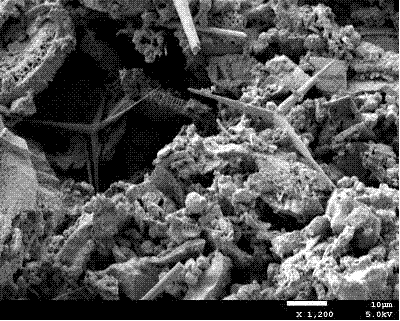 Nano-whisker-reinforced multifunctional diatom ooze coating