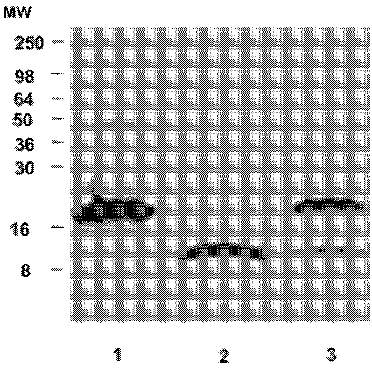 EGFR and PAR2 Regulation of Intestinal Permeability