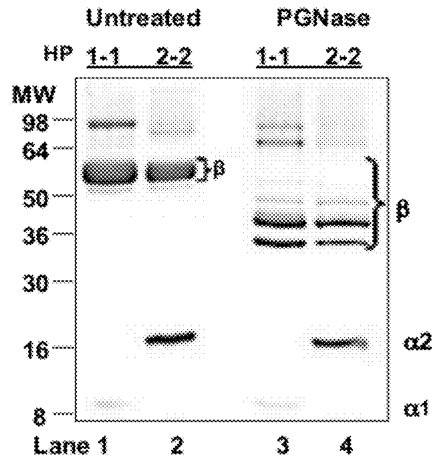 EGFR and PAR2 Regulation of Intestinal Permeability