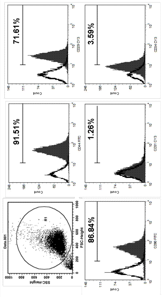 Method of forming skeletal muscle cell by induction differentiation by utilization of pig dedifferentiated adipocyte