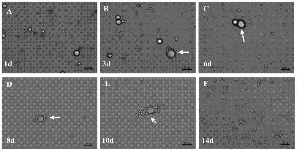 Method of forming skeletal muscle cell by induction differentiation by utilization of pig dedifferentiated adipocyte