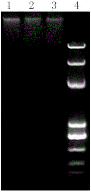 Kit for extracting gram-positive bacterium genome