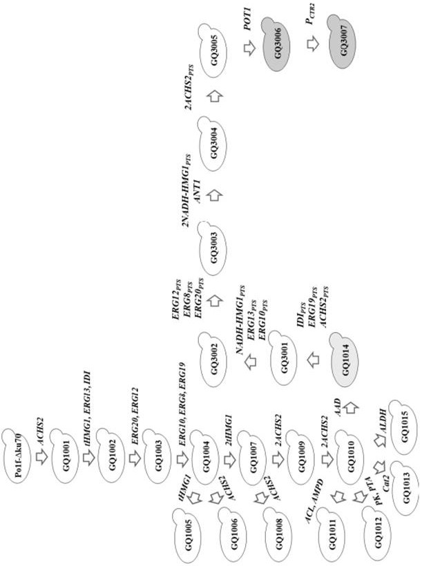 Recombinant strain producing terpenoids and construction method thereof, and method for producing terpenoids by fermentation and application thereof