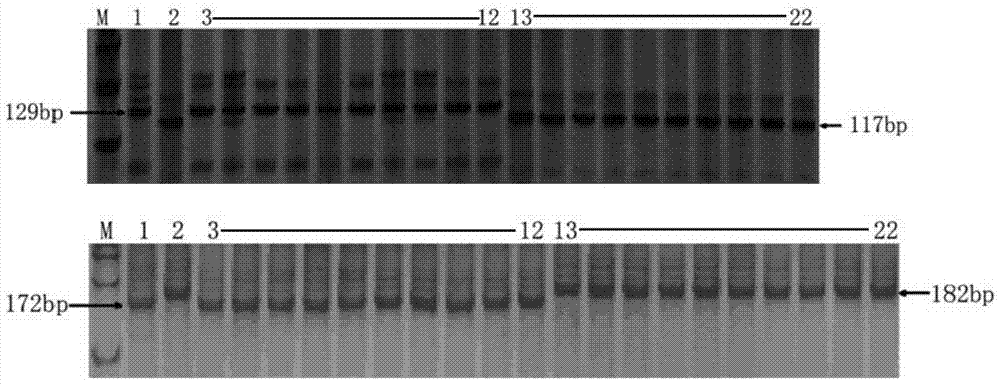 Resistance to southern rice black-streaked dwarf locus qsrbsdv6 and its molecular marker method