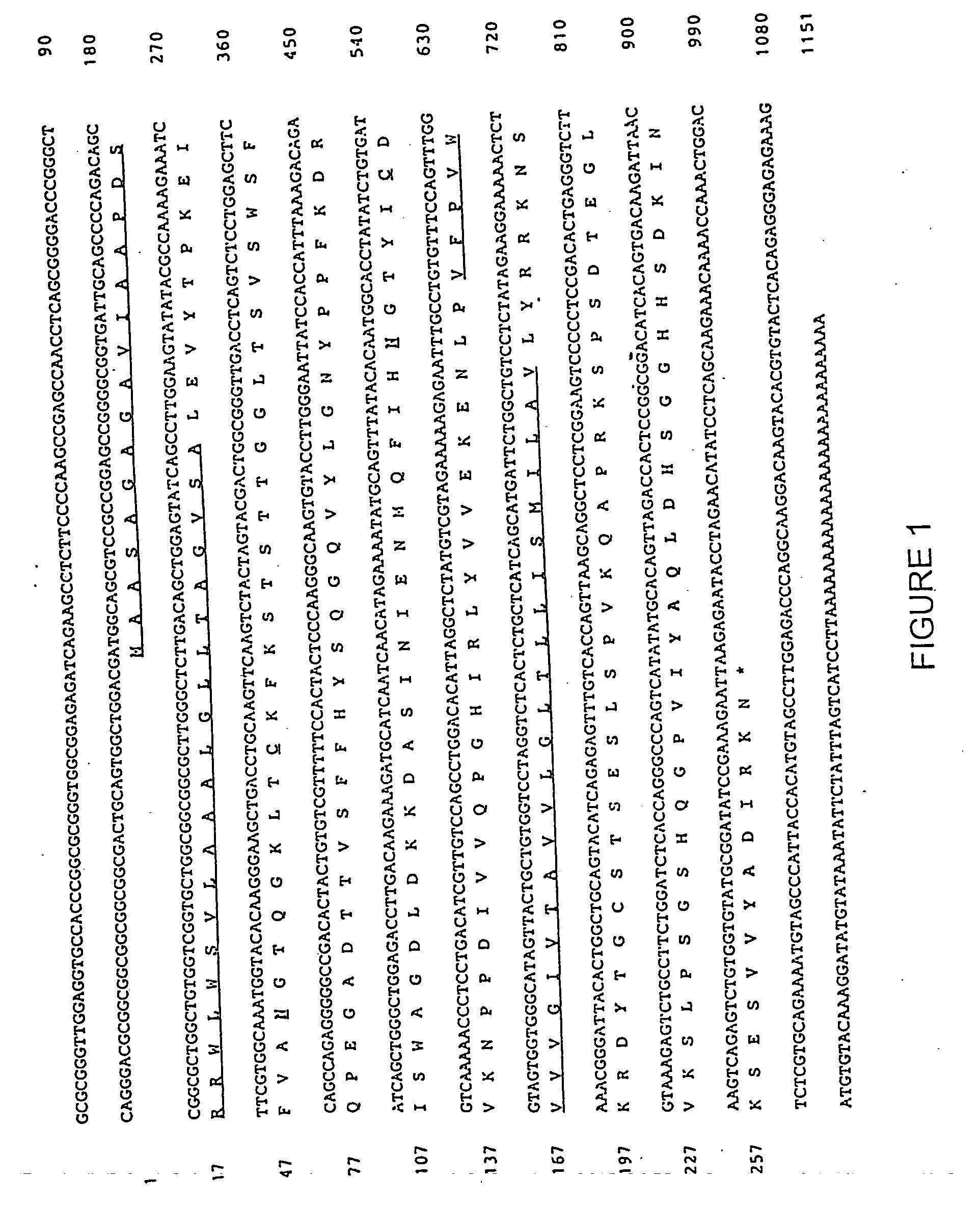 Purified and isolated protein zero related (PZR) and therapeutic and screening methods using same