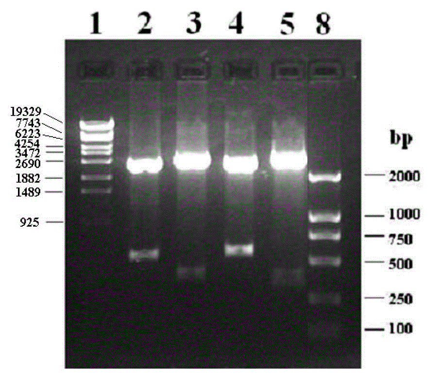 Chicken Cathelicidins antibacterial peptide and preparation method and application for same