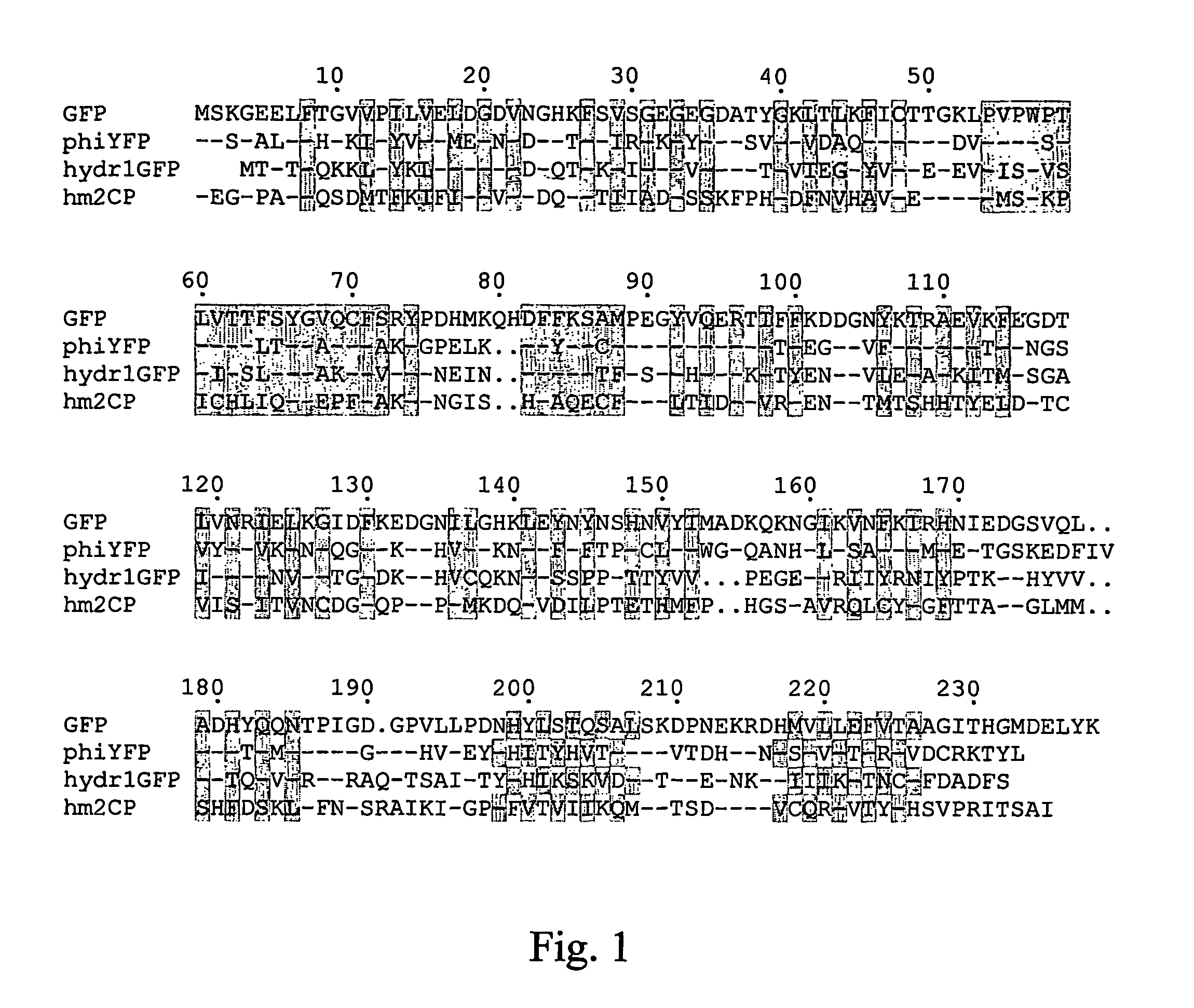 Fluorescent proteins and chromoproteins from non-Aequorea hydrozoa species and methods for using same