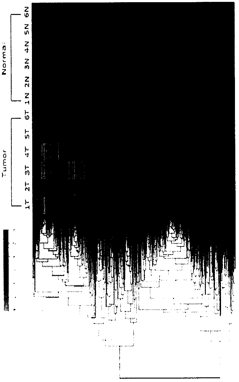 Detection and application of a long non-coding RNA