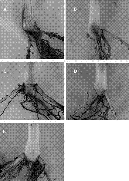 Application of Dickeya Zeae antibiotic zeamines in control of plant diseases