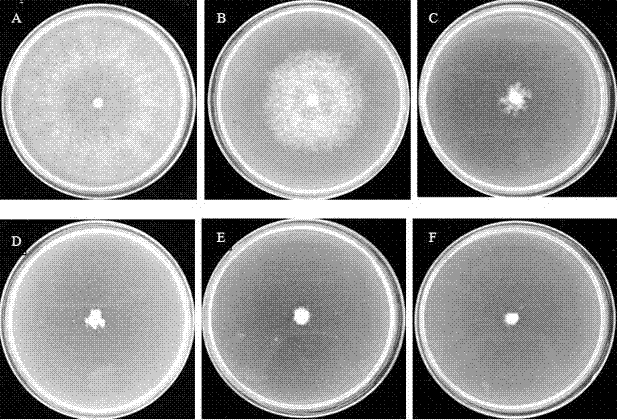 Application of Dickeya Zeae antibiotic zeamines in control of plant diseases